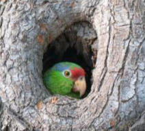 Free-flying Los Angeles Parrot Project